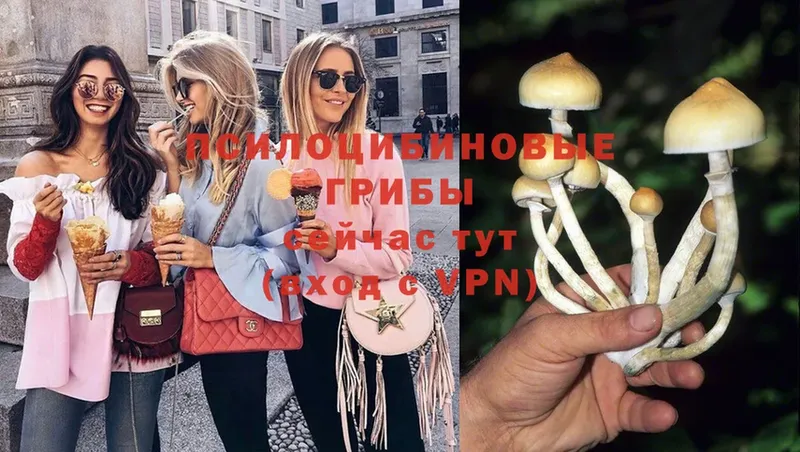 ссылка на мегу как войти  Барыш  Галлюциногенные грибы Psilocybe 